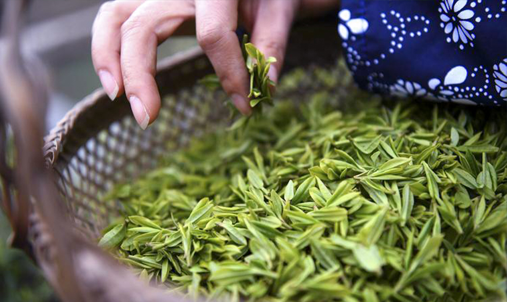 茶叶正山小种多少钱一斤